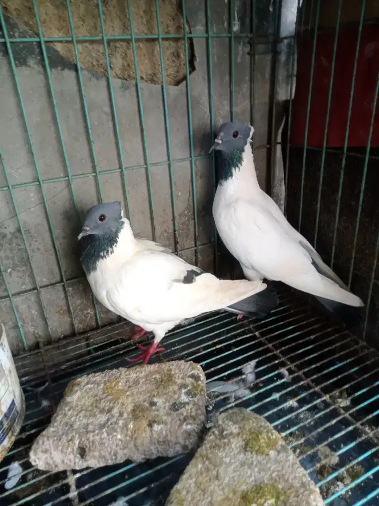 Burung dara merpati songkop sepasang