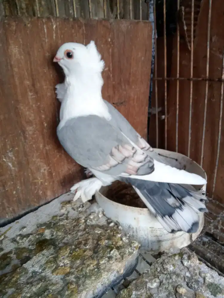 Burung merpati hias blunet betina