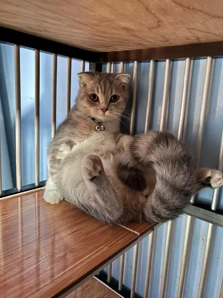 Kucing Scottish fold bonus kandang