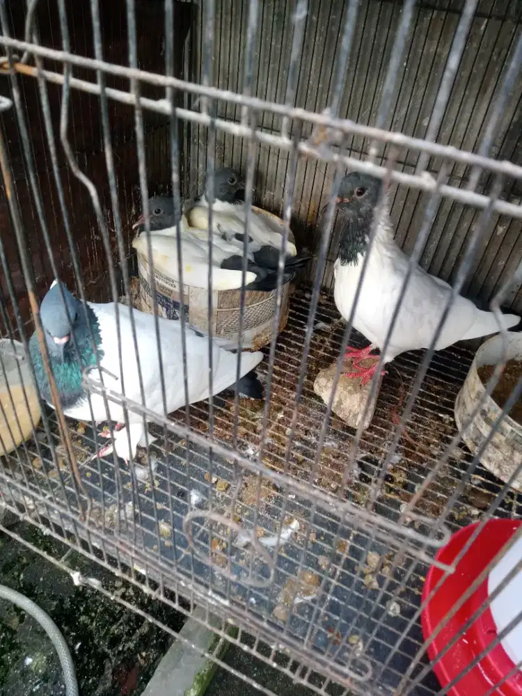 Burung merpati dara sonkop indukan