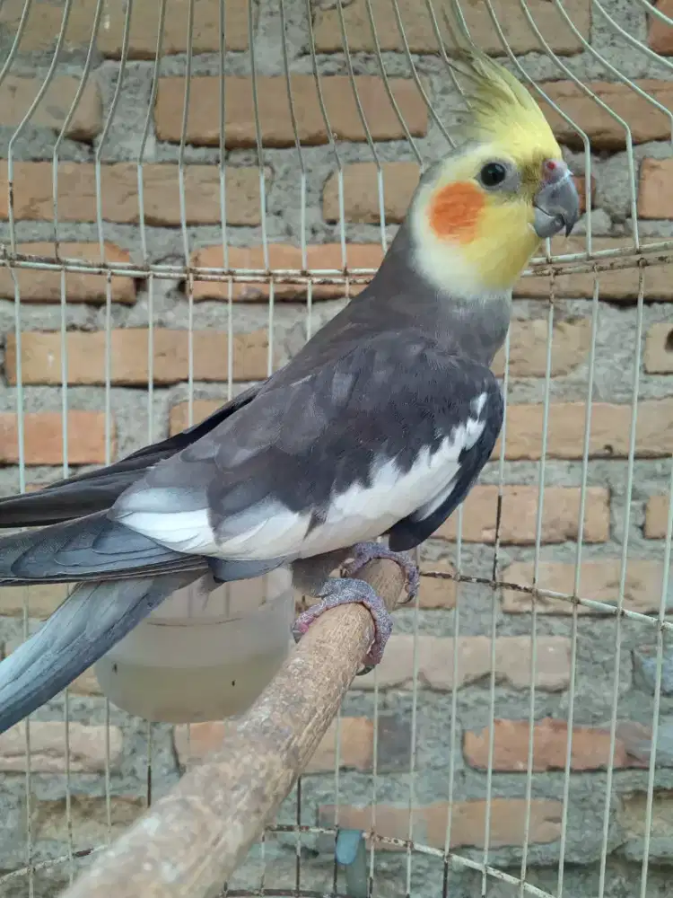 Seekor parkit jantan dewasa