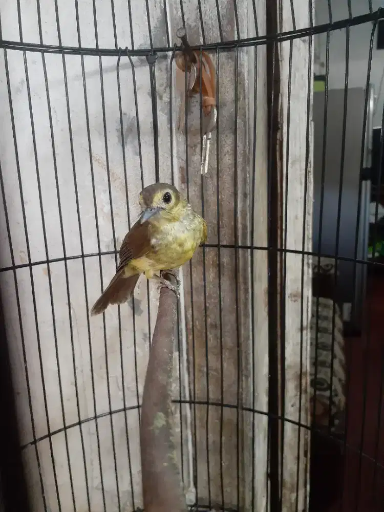 burung brinji rambut tunggir