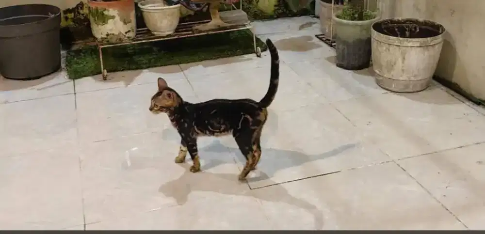 B3angal umur 7 bulanan betina