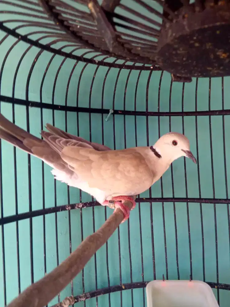 Seekor puter pelung betina