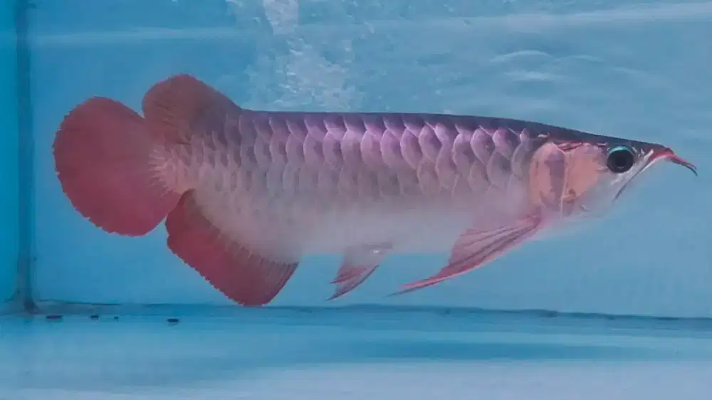 Ikan arwana arowana Super red -+40cm