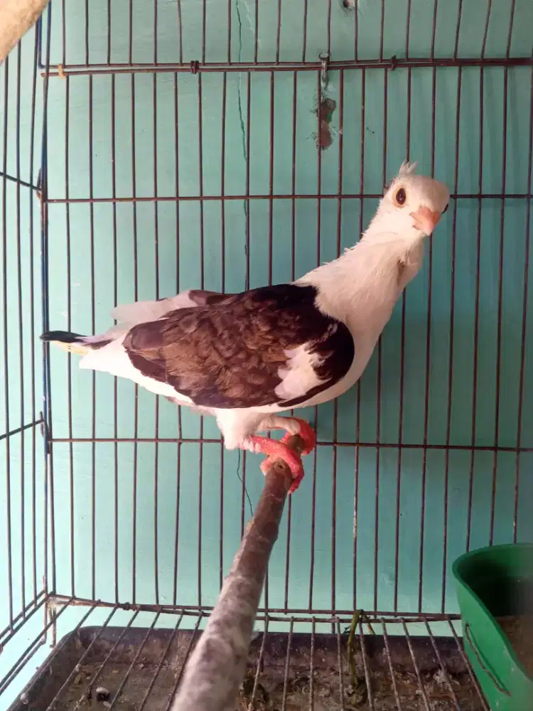 Burung merpAti hias santinet