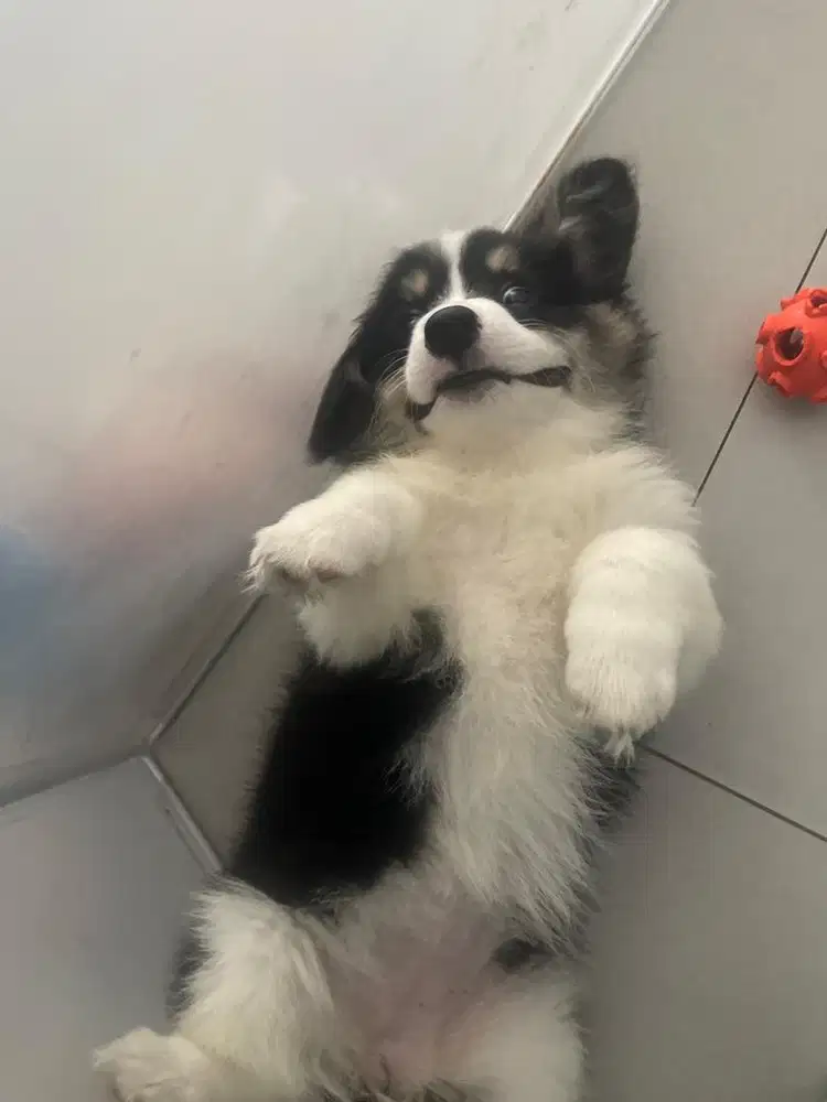 CORGY BETINA LONG HAIR