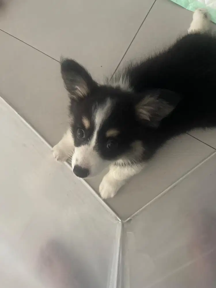 CORGY BETINA LONG HAIR