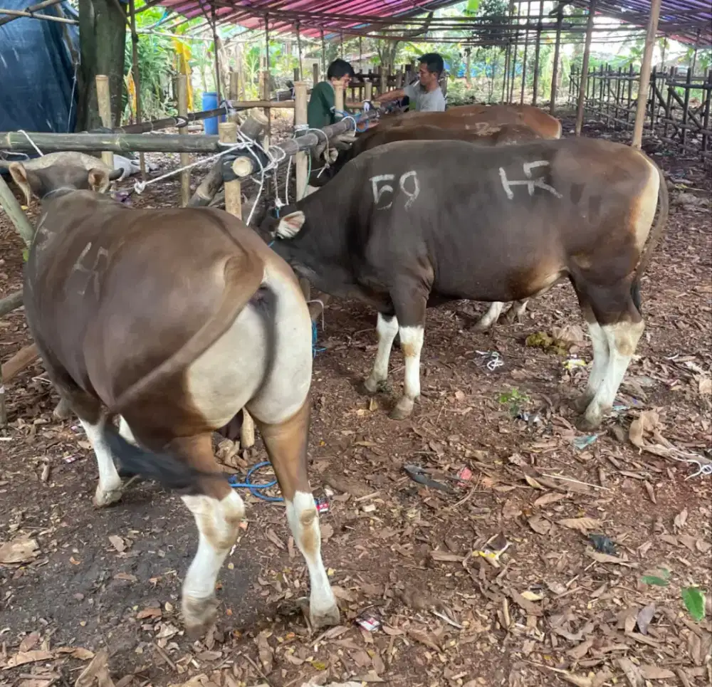 Sapi Qurban murah Bekasi