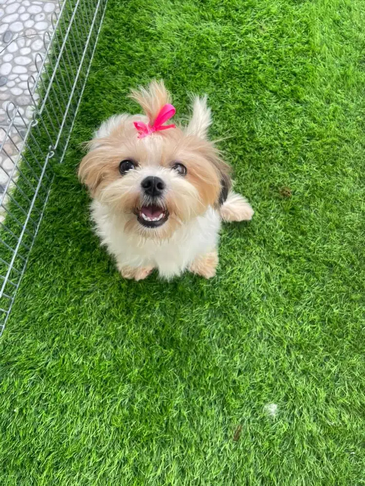 SHIHTZU BETINA CANTIK