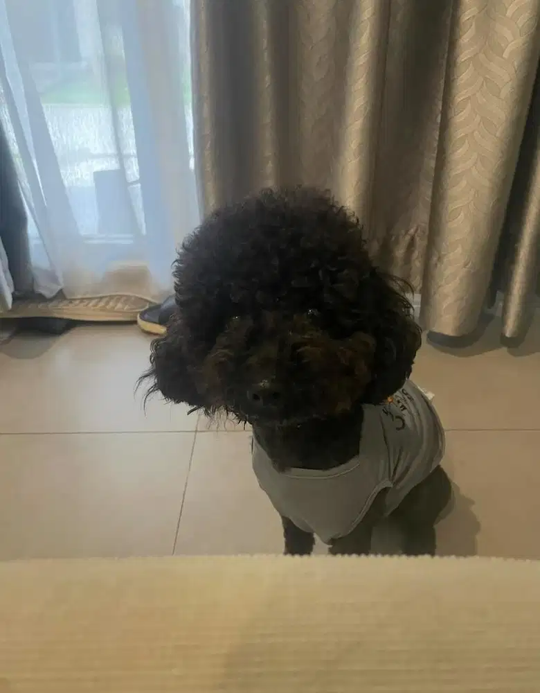 POODLE JANTAN BLACK