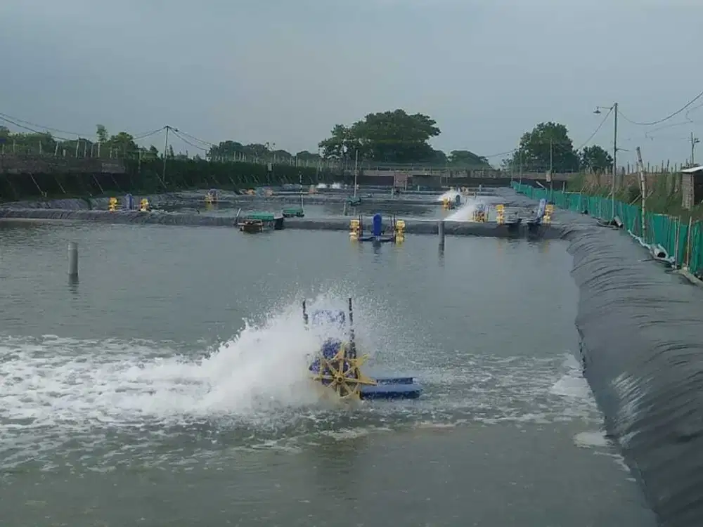 TURUN HARGA Tanah Tambak Udang Fanami Masih Aktif Lokasi di Desa Permisan Porong