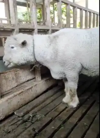 domba merino jantan 100kiloan timbang hidup siap hewan kurban premium