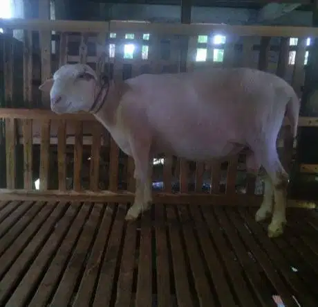 domba merino jantan 100kiloanUP timbang hidup siap kurban premium puas