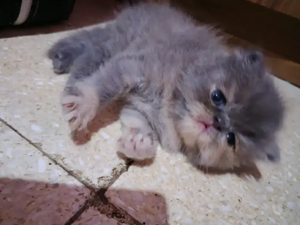 KITTEN PEAKNOSE DAN FLATNOSE