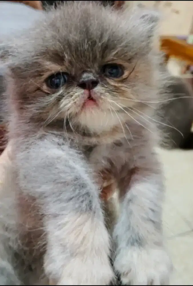 KITTEN PEAKNOSE BETINA