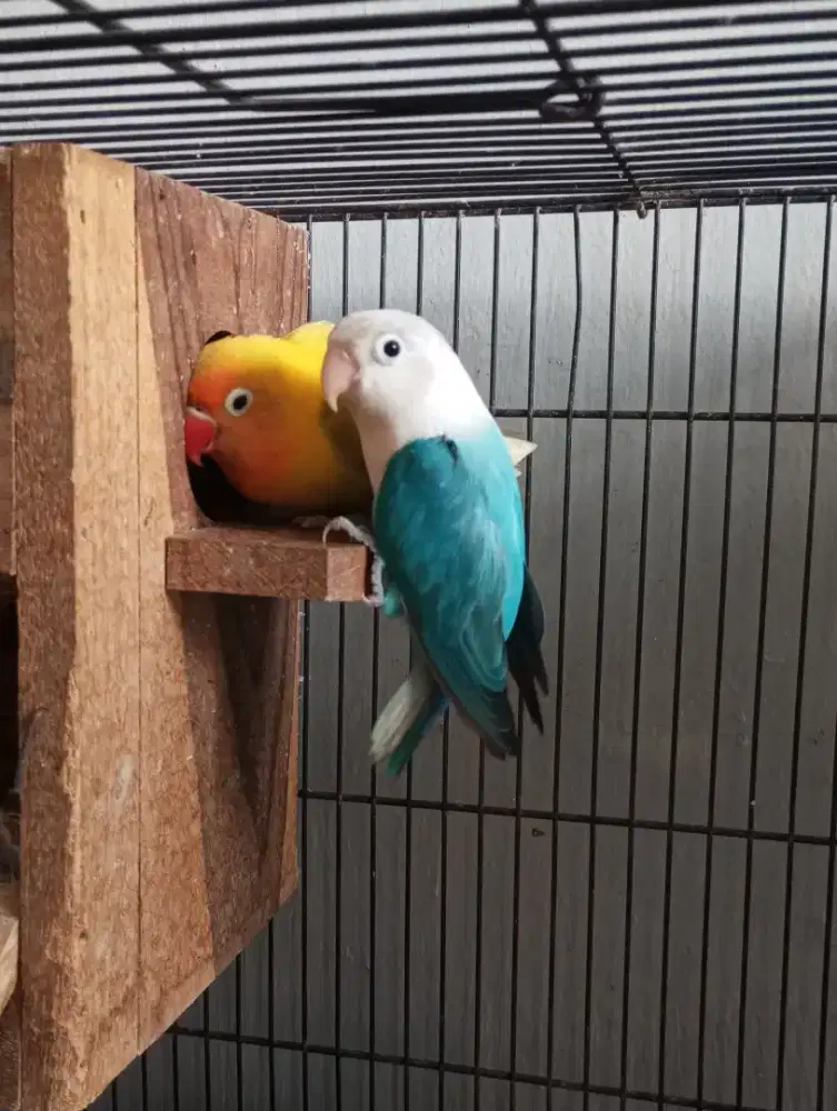 Lovebird Pasangan Dewasa Sudah nelur Biola Blue x Pastel