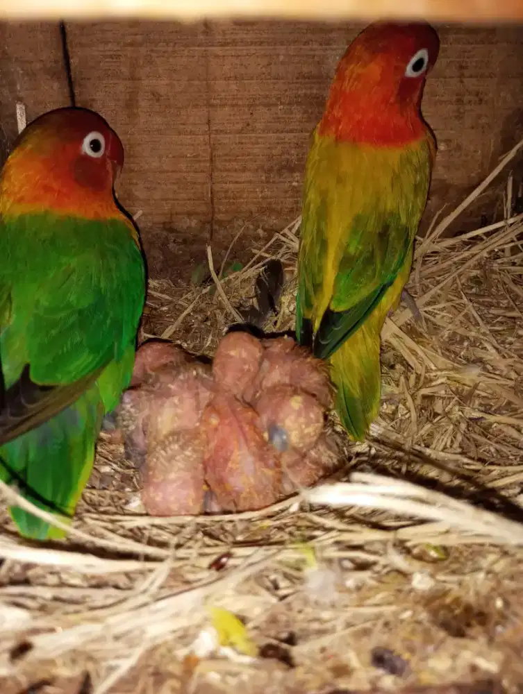 Lovebird Pasangan Induk bawa anak 5