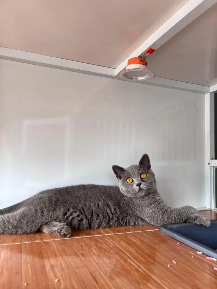 BSH BLUE SOLID LINEPED