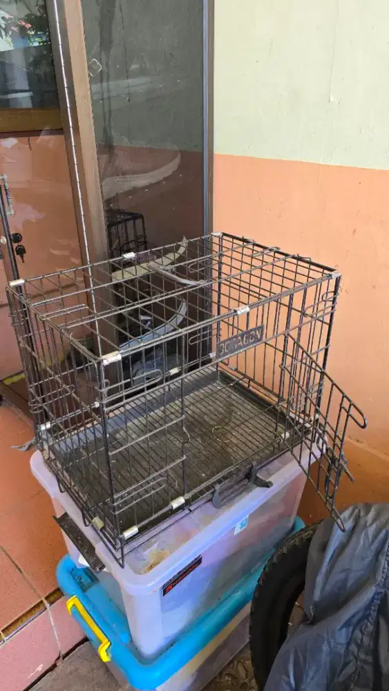 Kandang Kucing Masih Mantap