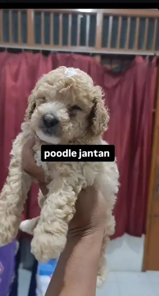 Toy Poodle Jantan  ready