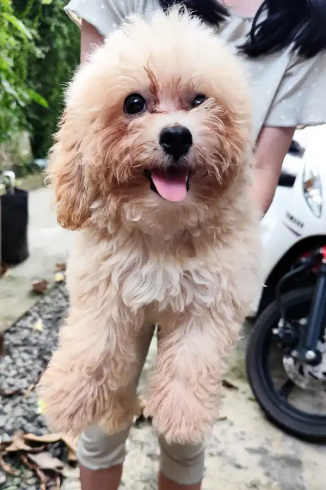 Poodle Puppy Betina Anjing Pudel Semarang
