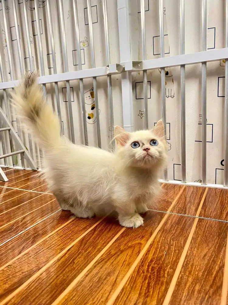 Kucing munchkin ragdoll