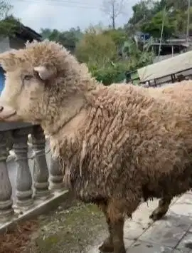 domba merino jantan 100kiloanUP timbang hidup siap kurban premium puas