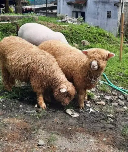 domba merino jantan 100kiloanUP timbang hidup siap kurban premium puas
