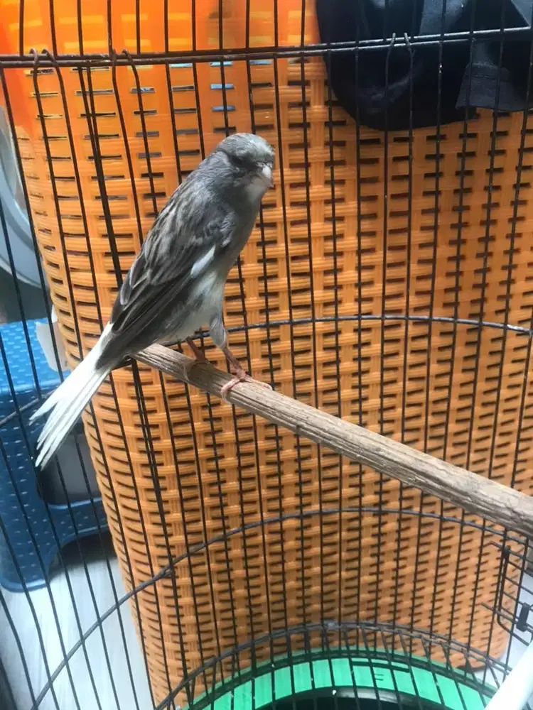 Kenari f1 starblue minusan