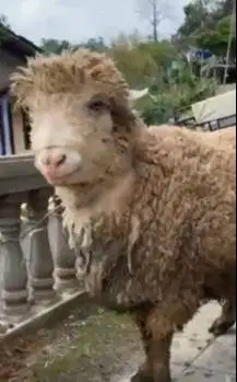 domba merino jantan 100kiloanUP timbang hidup siap kurban premium 2026