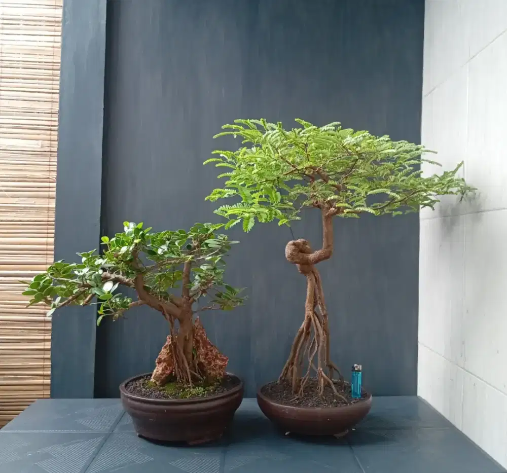 Bonsai tua cantik ada 2 pohon