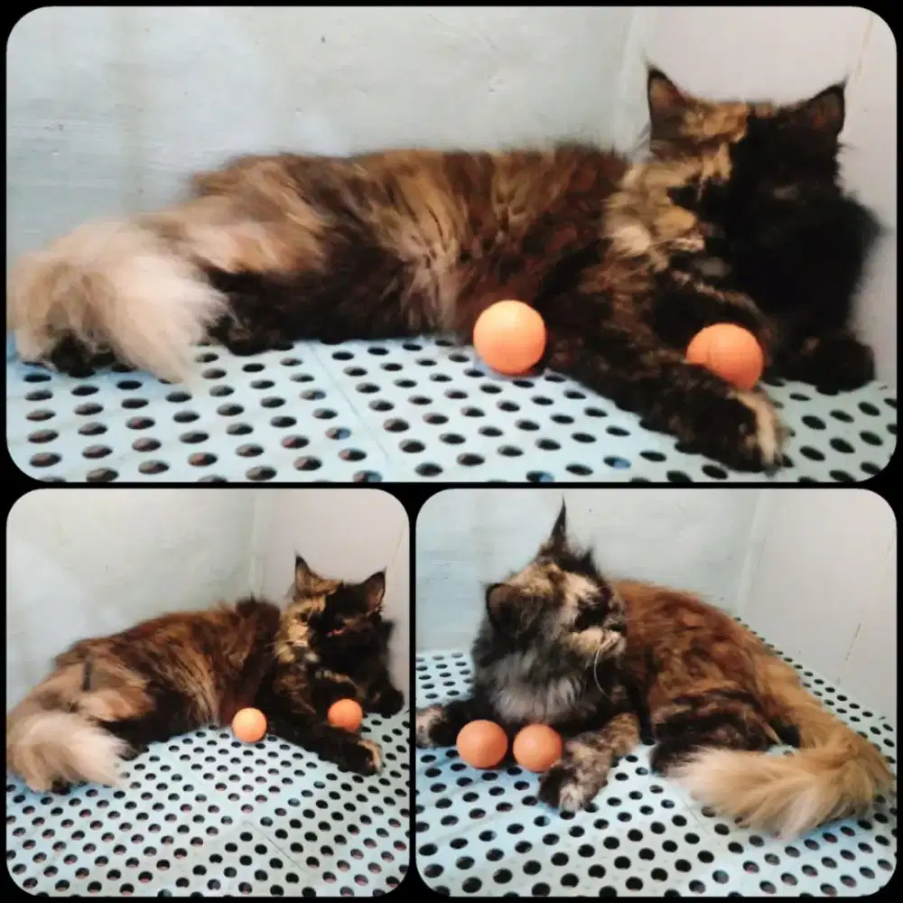 Betina dewasa ( MC X persia )