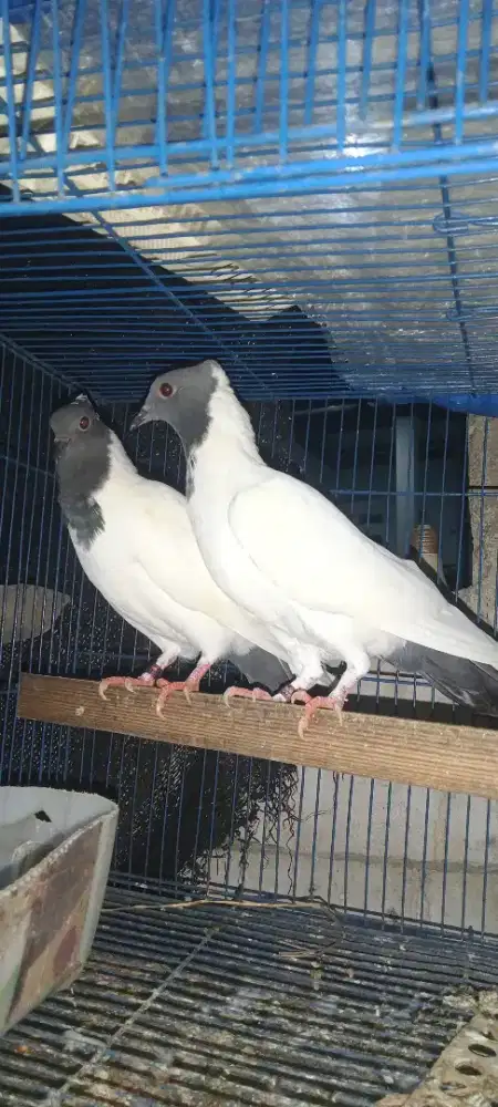 Merpati songkop anakan