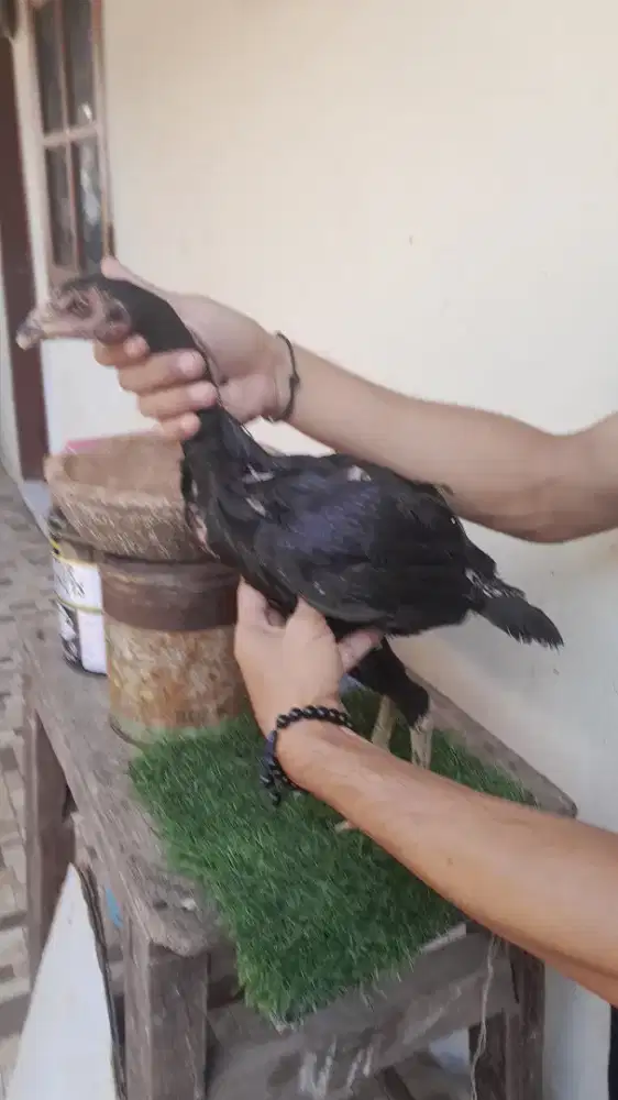 Ayam bangkok betina Usia 4 bulan