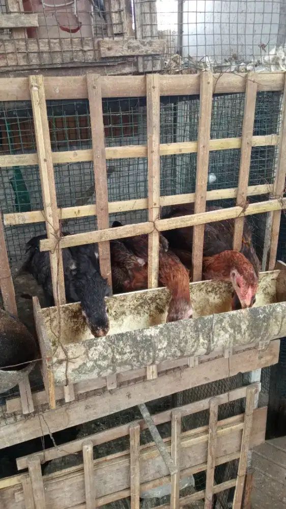 Jual Ayam kampung