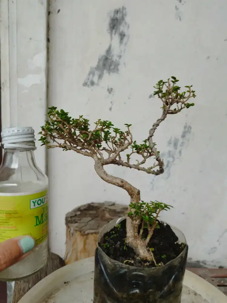 Bonsai Sancang Meliuk