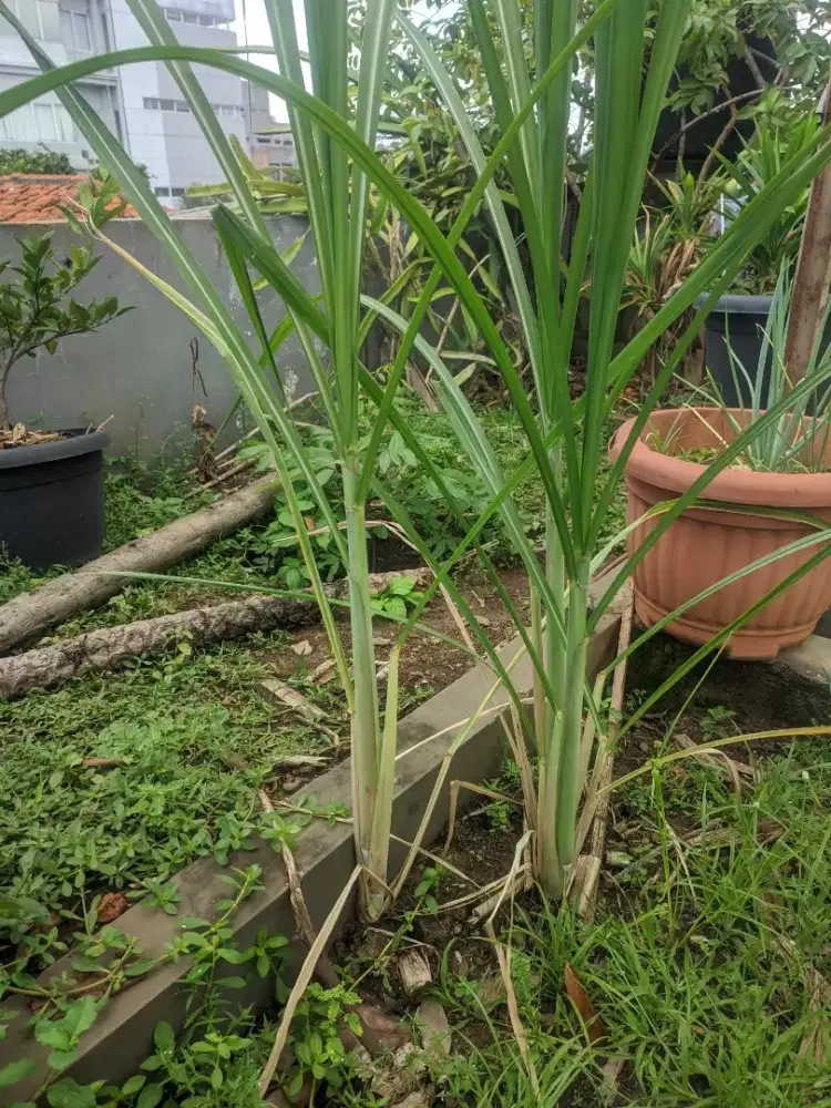 Bibit tebu Hijau siap tanam