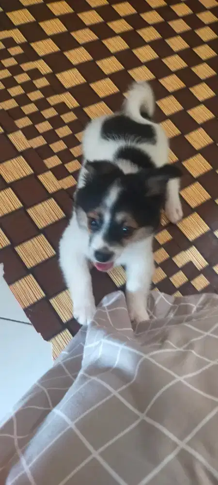 Anak Anjing Peliharaan