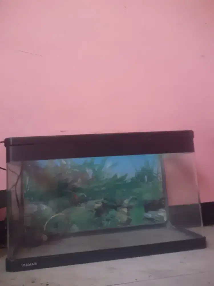 Akuarium Bahari lengkung