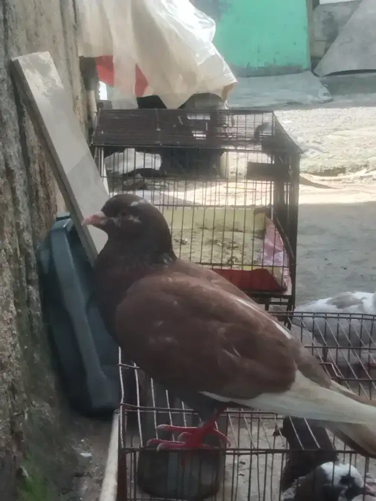 Burung dara bujangan pupur cc kenceng mau fakum