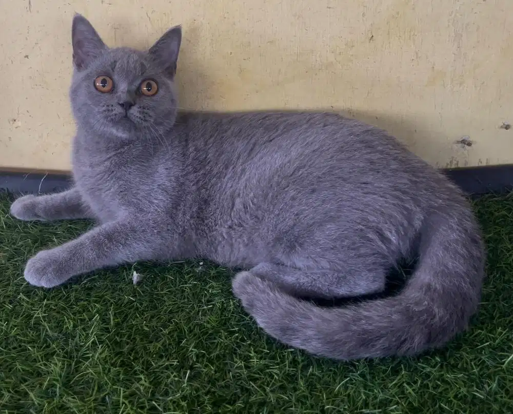 Kucing ras bsh betina 6 bln , no mix persia