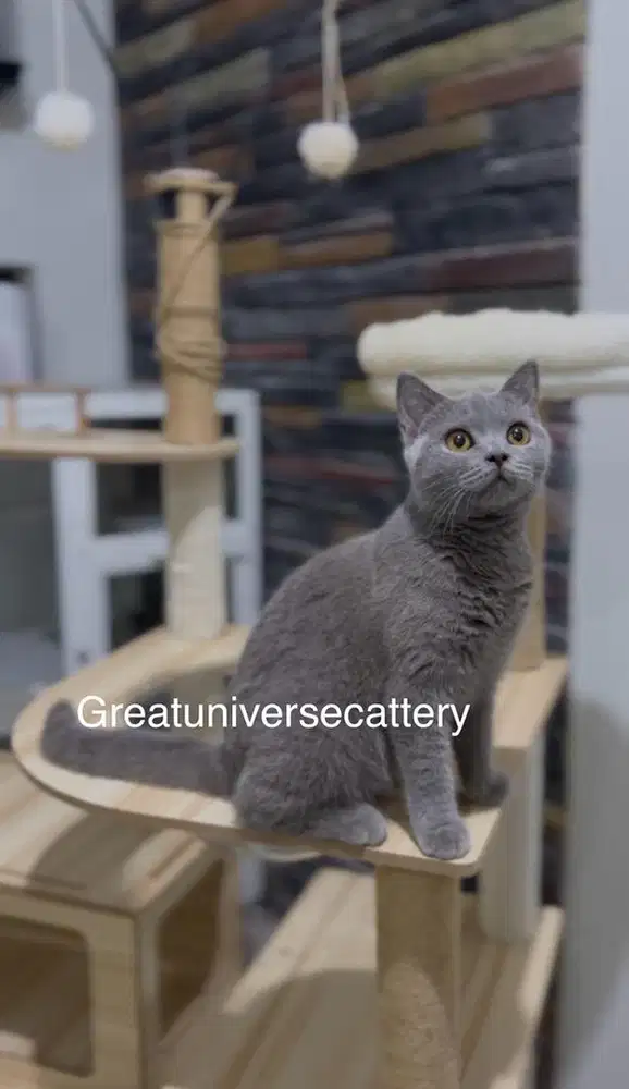 British Shorthair Betina PED WCF