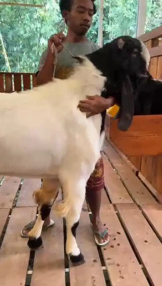 Jual Kambing Jumbo - Big size