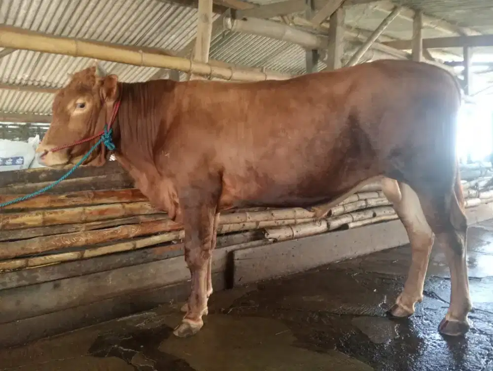 Jual Sapi dan Kambing Kurban sedati