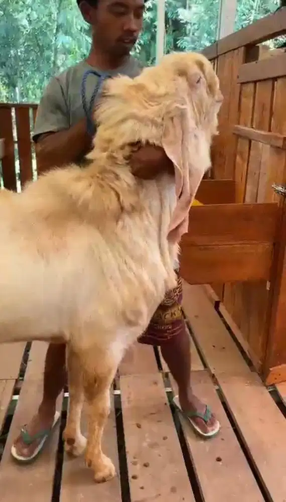 Jual Kambing Jumbo - Big Size