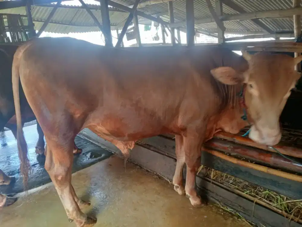 Jual Sapi kurban Limosin berkualitas Sertifikat sehat