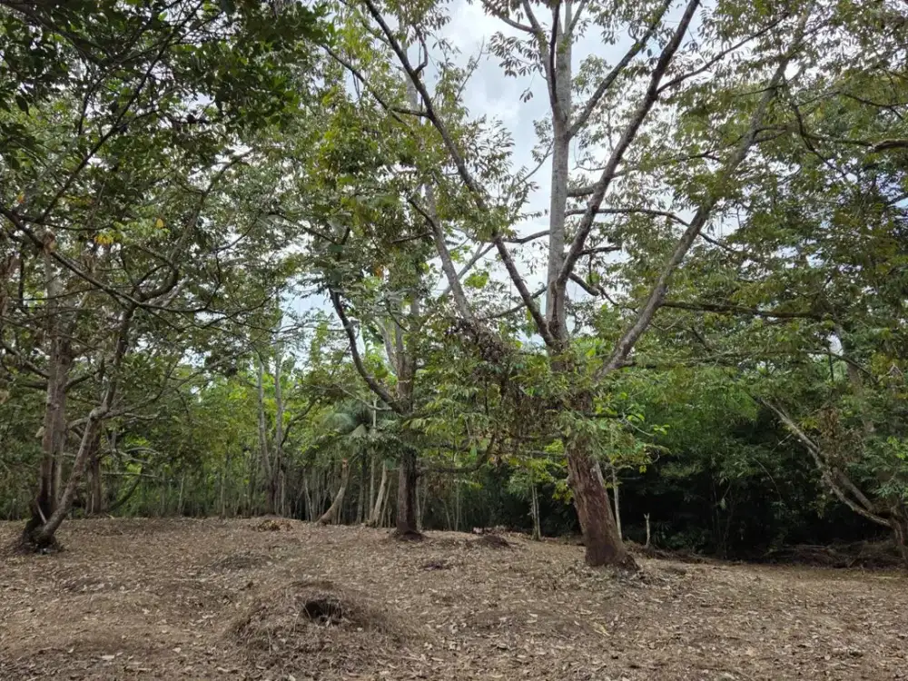 Jual Tanah di Pamarican Ciamis Murah 3 Ha dekat Jalan Raya Pangandaran