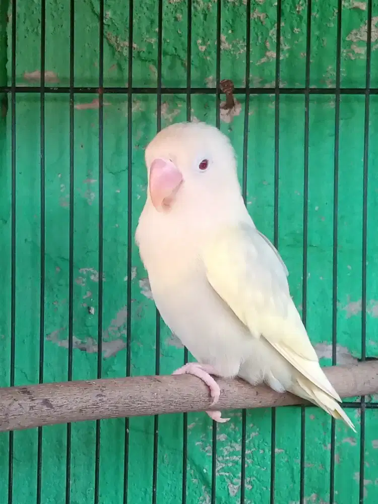 Lovebird bio aqua b2 vio pf jantan