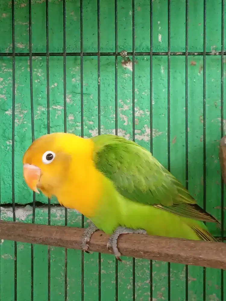 Lovebird biola yellow face jantan